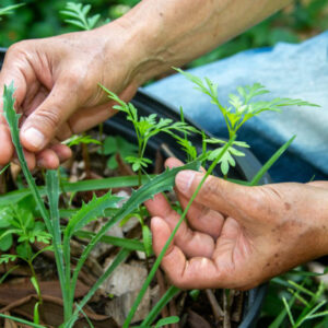 (AGAU007PO) DEFENSA CONTRA PLAGAS Y ENFERMEDADES EN AGRICULTURA ECOLÓGICA